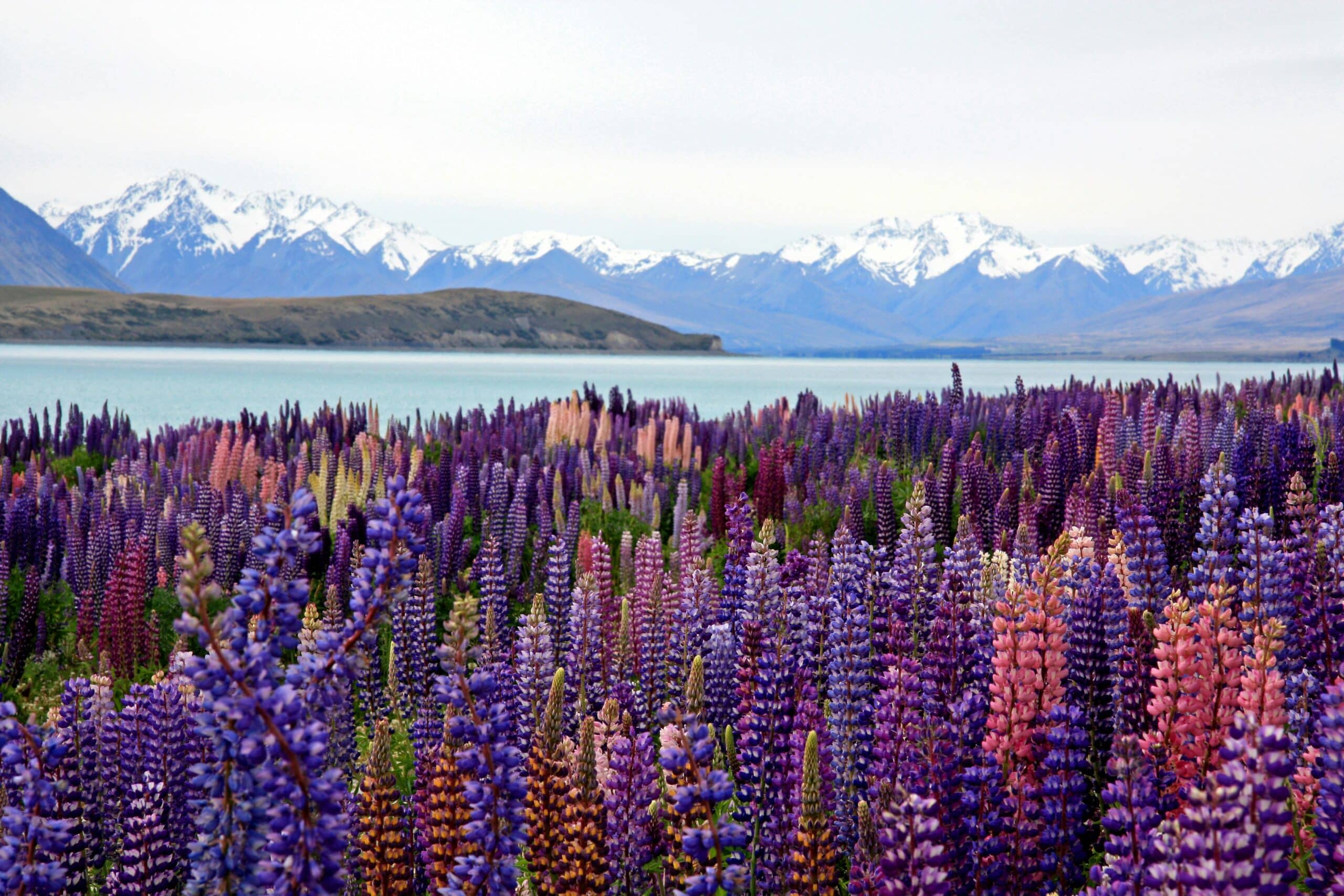 United States Remains New Zealand’s Second-Largest Source of International Visitors